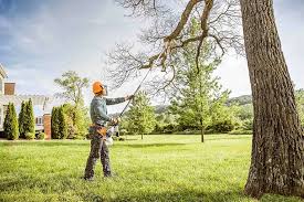 Best Tree and Shrub Care  in Appomattox, VA